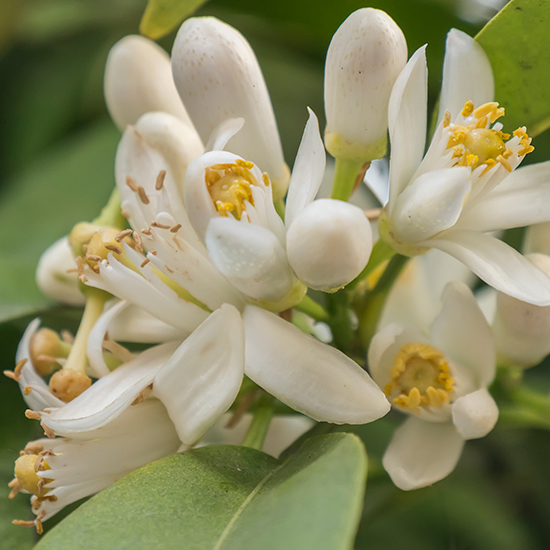 Descubre la Flor de Azahar y sus Propiedades | FrutaMare