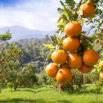 naranjas ecológicas