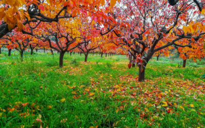 Caqui árbol: Todo lo que necesitas saber de este fruto